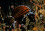 Mytilus edulis