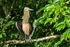 Bare-throated Tiger-Heron