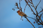 Waxwing