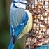 BBG-10-Blue Tit fledgling, Oban, Argyll