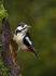 GS WOODPECKER (chap) REF WOOD 12