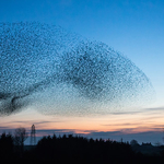 Starlings and Murmurations portfolio