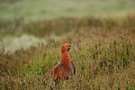 Red Grouse