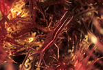 Hippolyte prideauxiana in feather star
