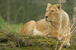 Asiatic lioness resting (Cotswold Wildlife Park)