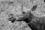 Quiet Power  BW