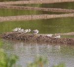 Terek Sandpipers