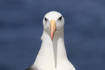 Black-browed Albatross front portrait, West Point Island