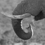 Slurp