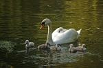 Mute Swans - River Witham