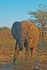Elephant - Timbavati, South Africa