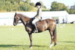 Class 8 & 17 Ridden Hunter & Ridden Hunter Pony portfolio