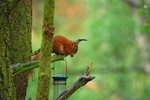Red Squirrel