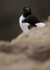 RAZORBILL, LUNGA, TRESHNISH ISLES
