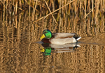 Mallard