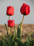 Tulips