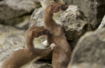 Stoat Kit. Conwy, ref st 4