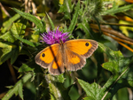 Gatekeeper