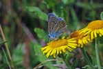 Common Blue