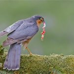 2nd Print-Sparrow Hawk with Prey-Charlie Kidd