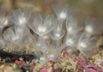 Phoronis hippocrepia