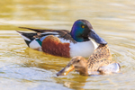 shoveler Anas clypeata-5611