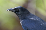 American Crow