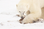 Polar Bear scavenging for seaweed, Churchill, Canada