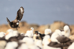 Brown Skua landing with egg in Black-browed Albatross colony
