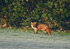 Red Fox