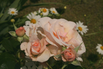 Rose - Peace 5