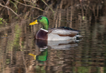 Mallard Duck