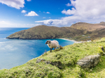 Sheep at Keem Beach at Achill Island