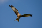 Red Kite