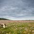 Skull and Machair