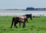 Ponies and foals at Stanpit Marsh - 1