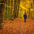 Autumn Walk