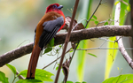 Red Headed Trogon male