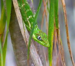 AnimalsCreatures _0071