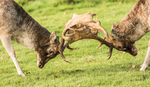 Rutting Stags 1425422