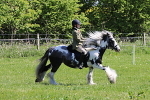 SIAL4404