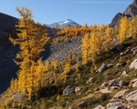 Larch Madness