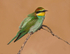 European Bee Eater