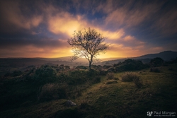 Burning Tree II