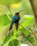 Green Hermit (female) resting, Costa Rica