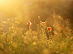 Solstice Light