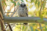 Long Eared Owlet