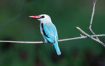 Woodland kingfisher