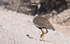 Northern black korhaan