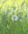 11th May Dandelion  Grasses